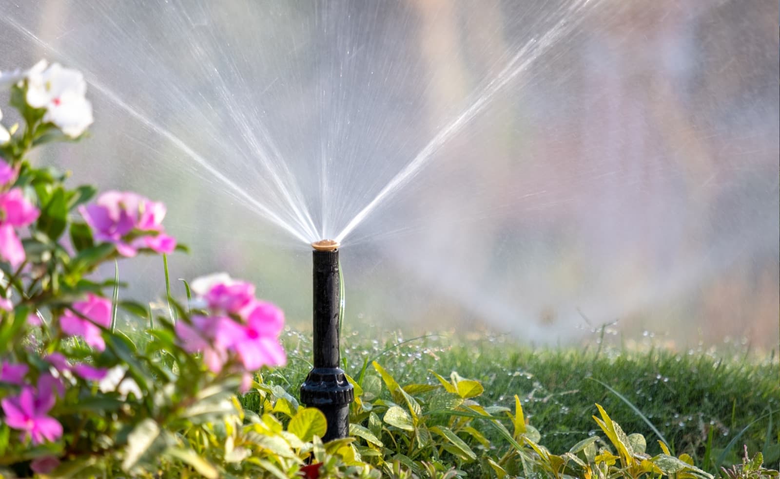 An irrigation sprinkler head watering a flower bed and lawn.