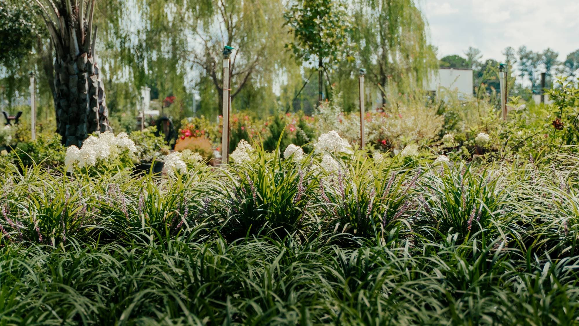 Liriope in flower in front of white hydrangeas in the nursery yard.