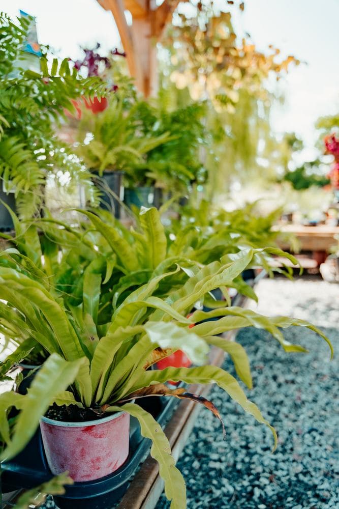 Bird's nest fern