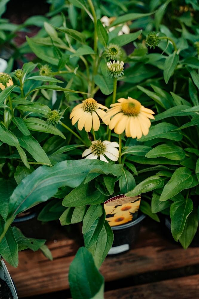 Coneflowers