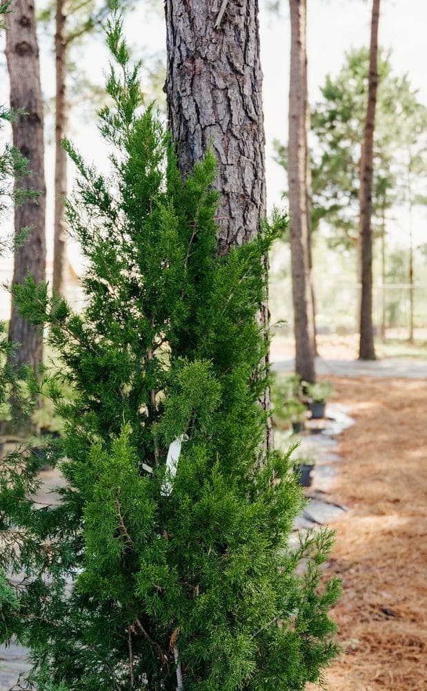 Evergreens for screening