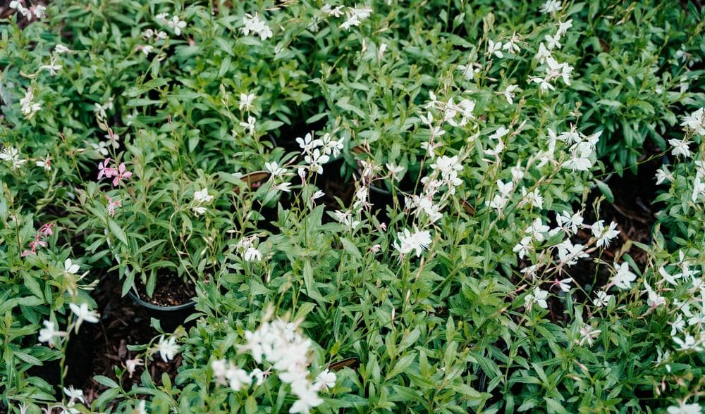 Gaura