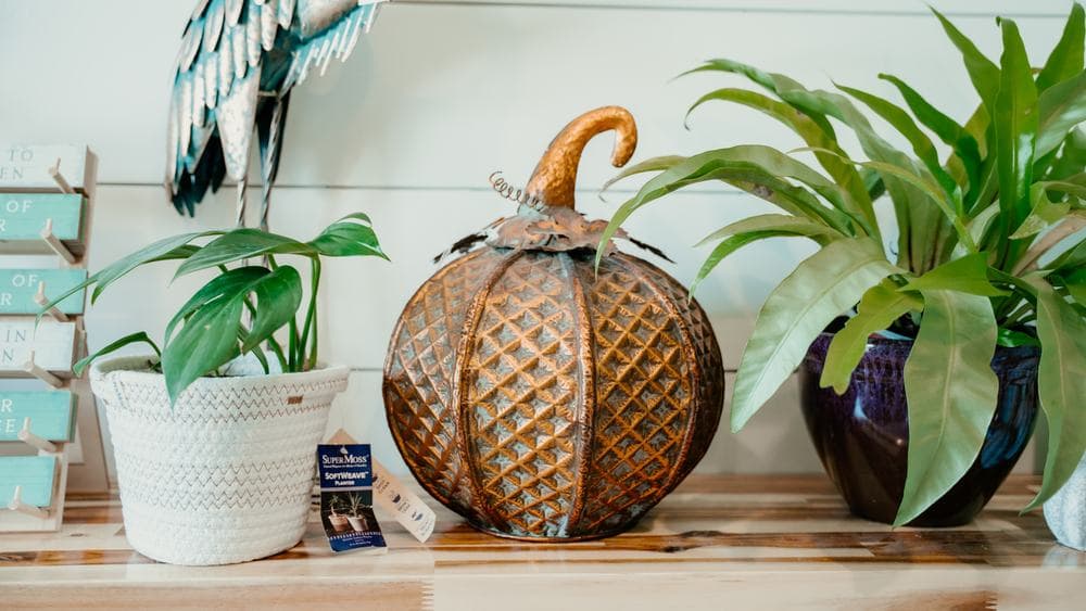 Glass pumpkins and houseplants