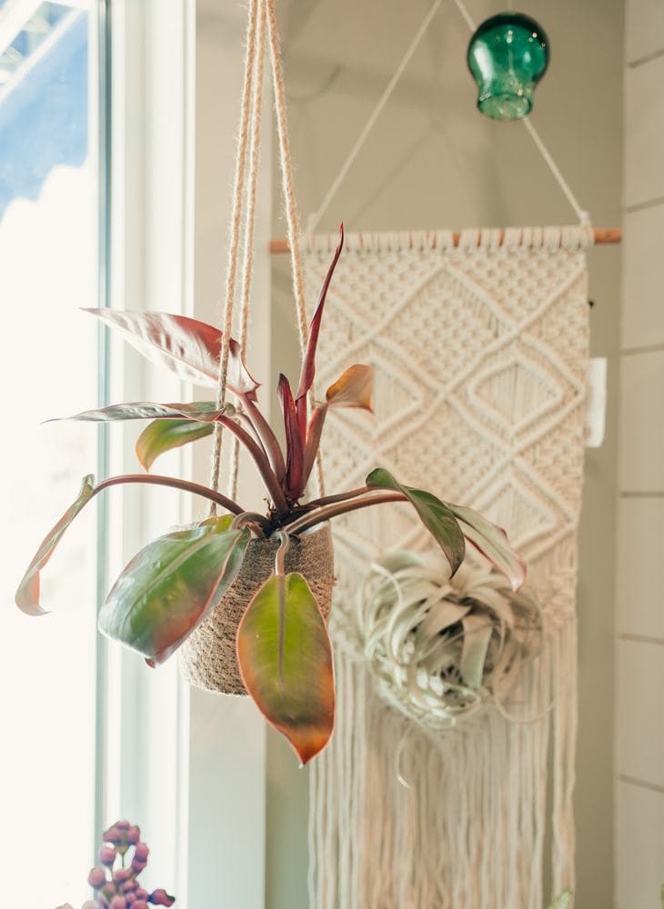 Hanging planters