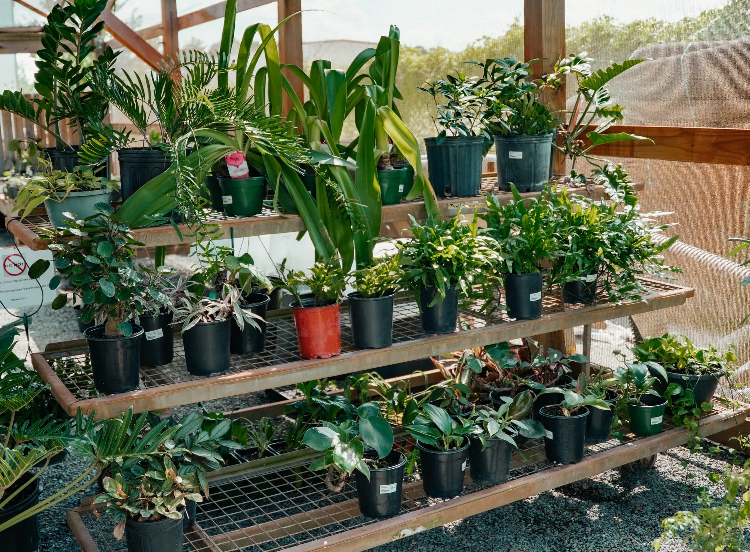 The houseplant benches