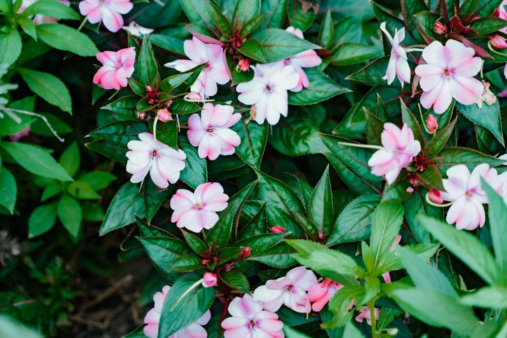 Impatiens