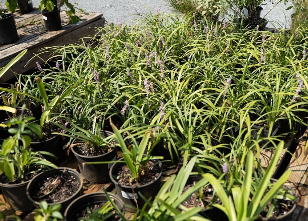 Liriope