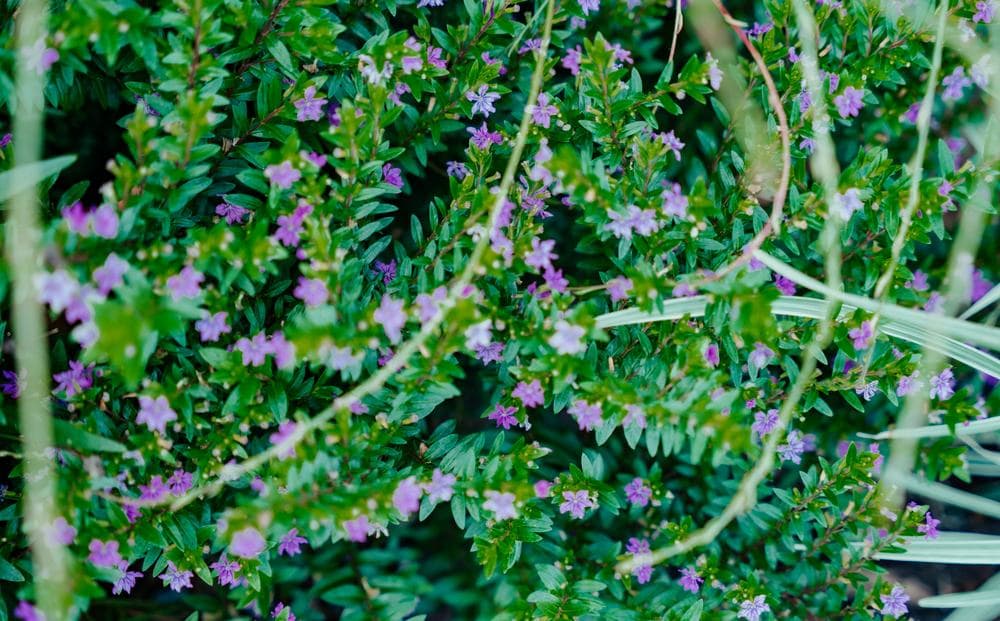 Mexican heather