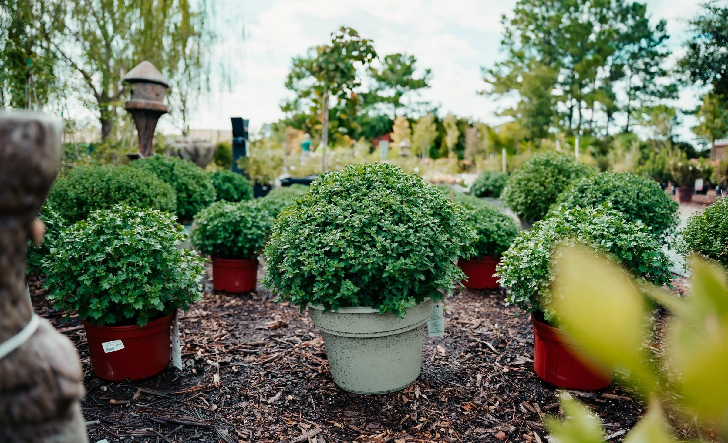 Fall mums