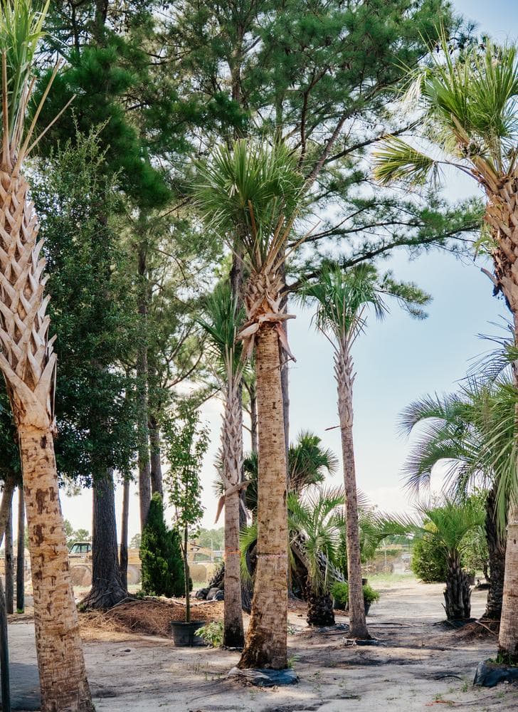 The palm aisle