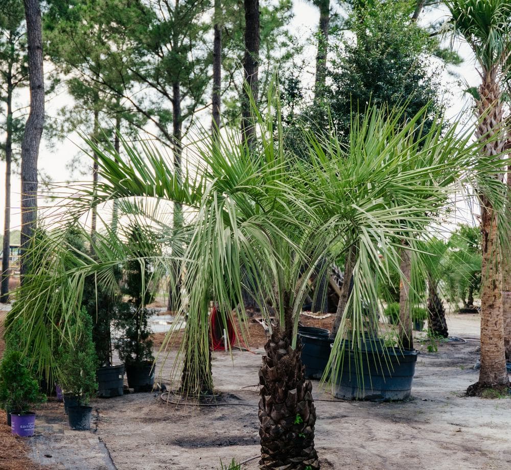 Palms in the yard