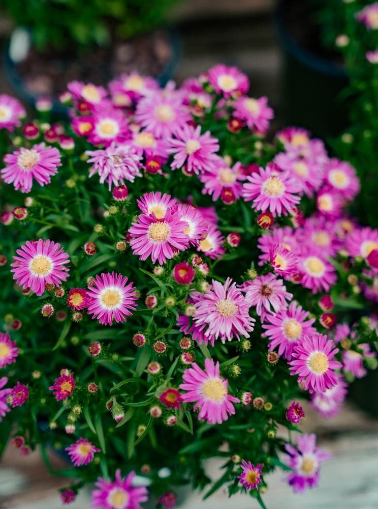 Asters in full color