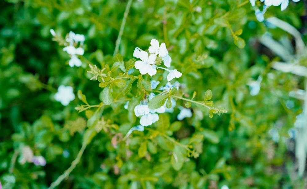 White plumbago