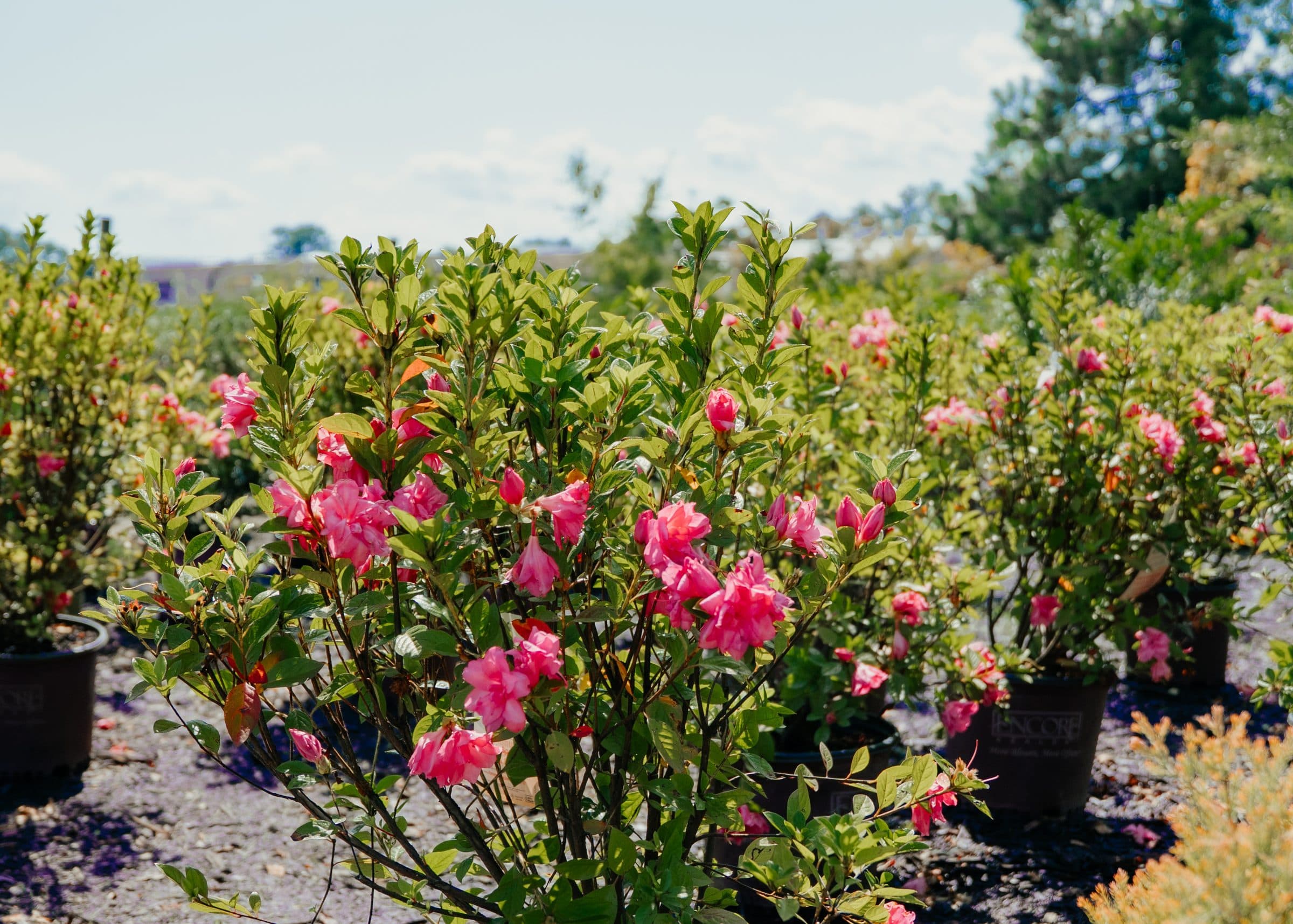Roses in bloom
