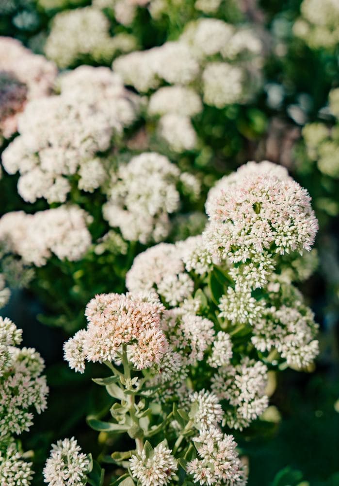 Sedum in bloom