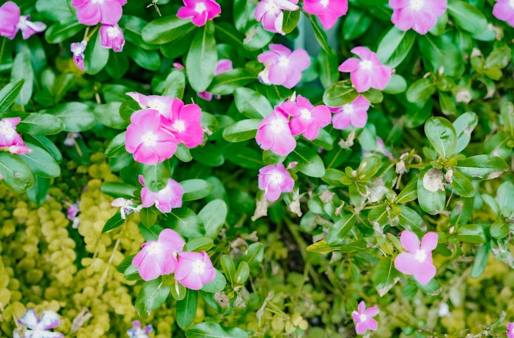 Vinca