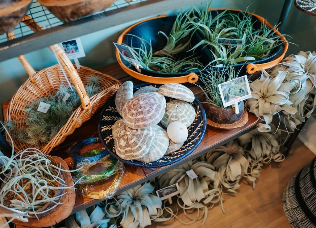 Air plant baskets