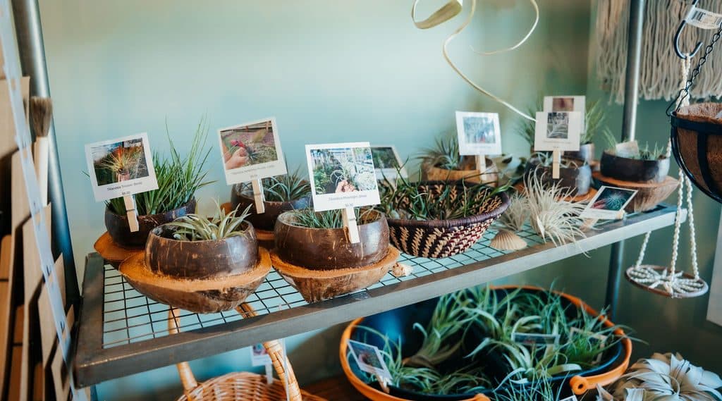 Air plants in bowls
