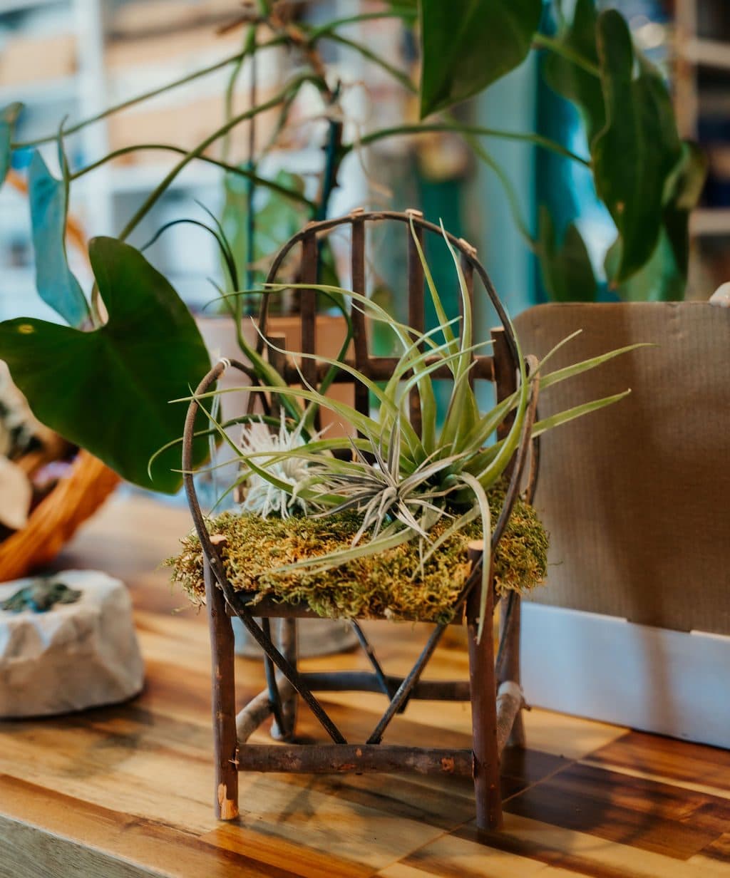 Air plant on a twig chair