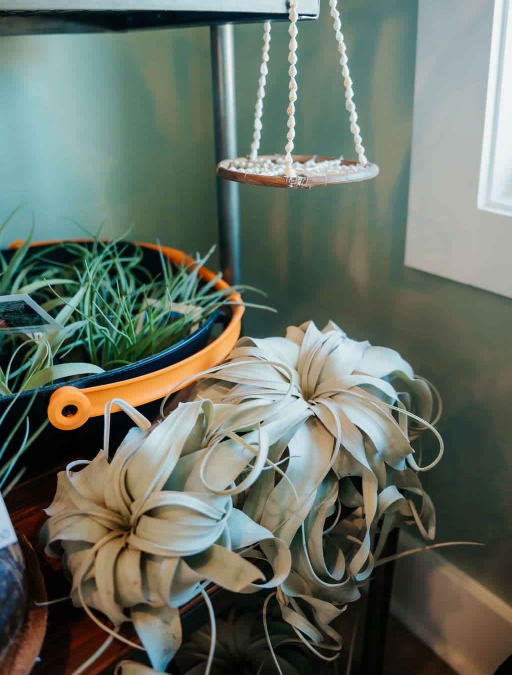 A hanging air plant