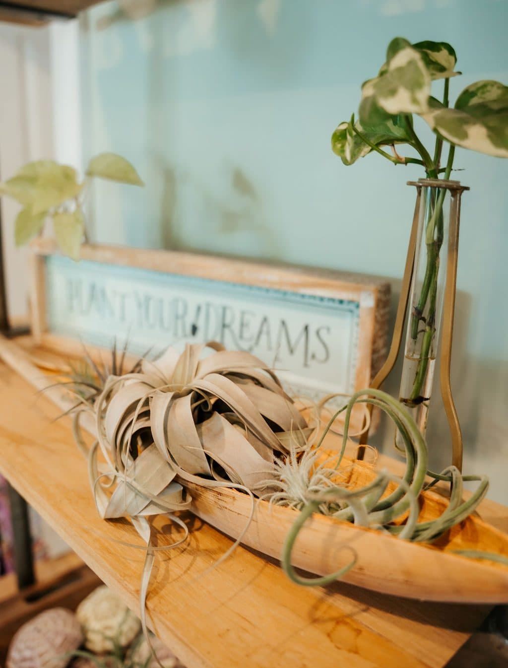 Air plants and signs