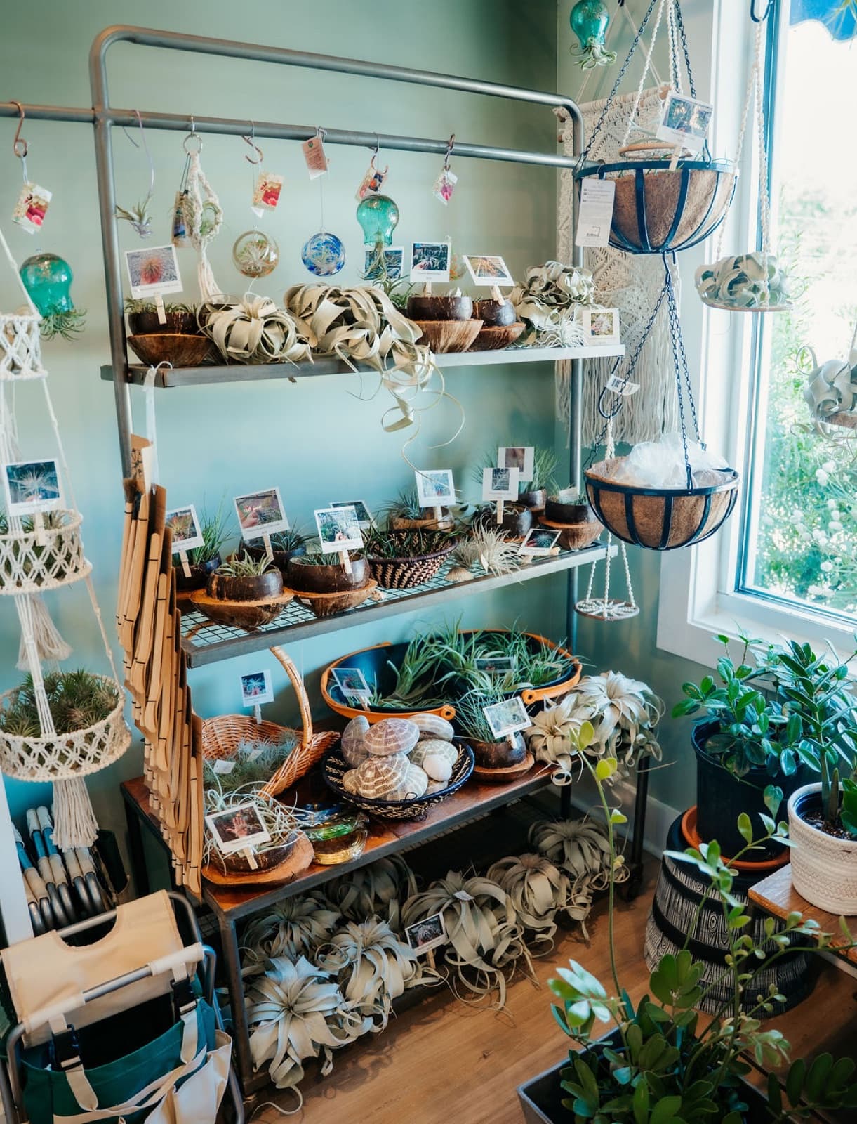 Air plant wall