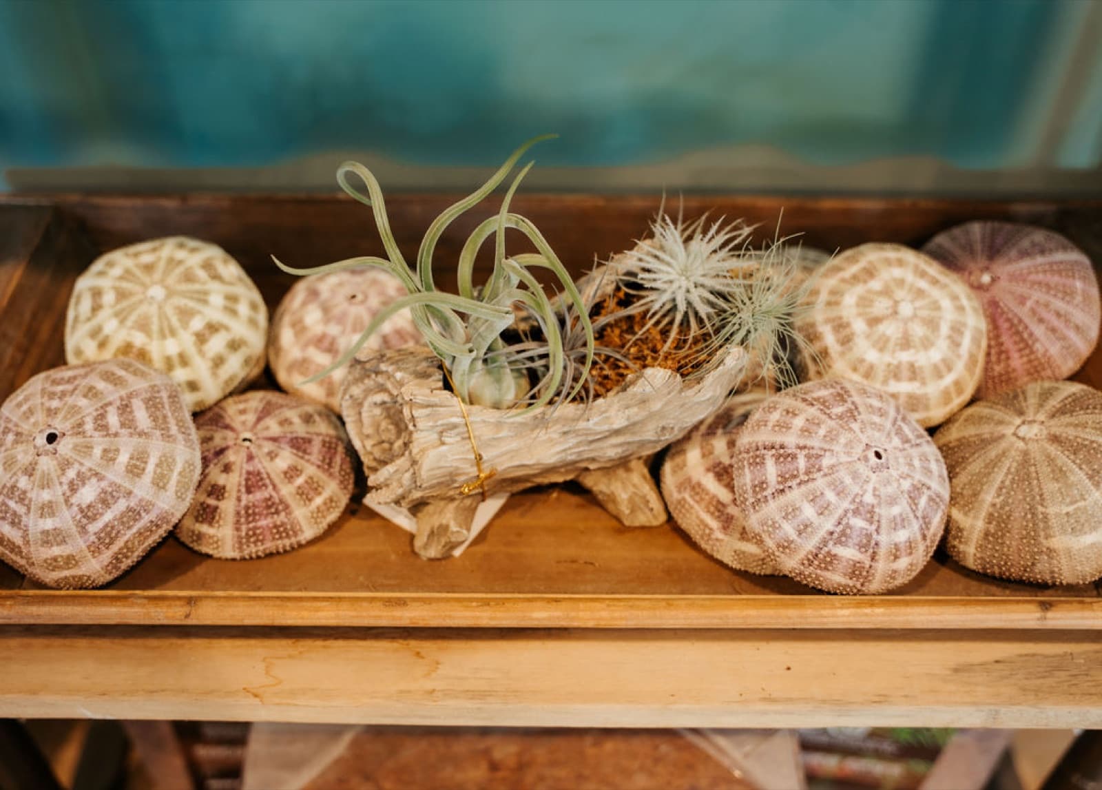 Air plants on driftwood