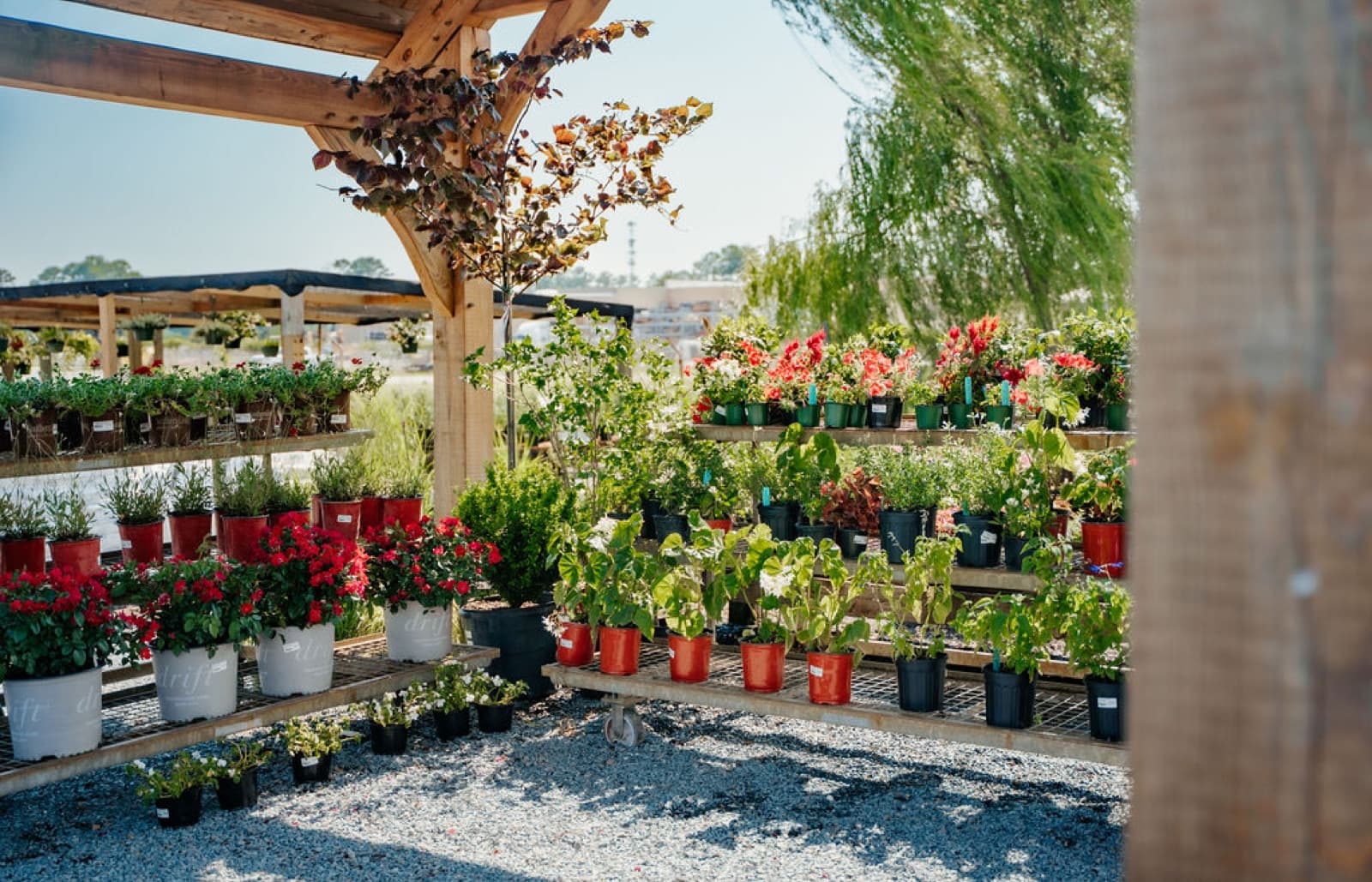 Annuals under the pergola