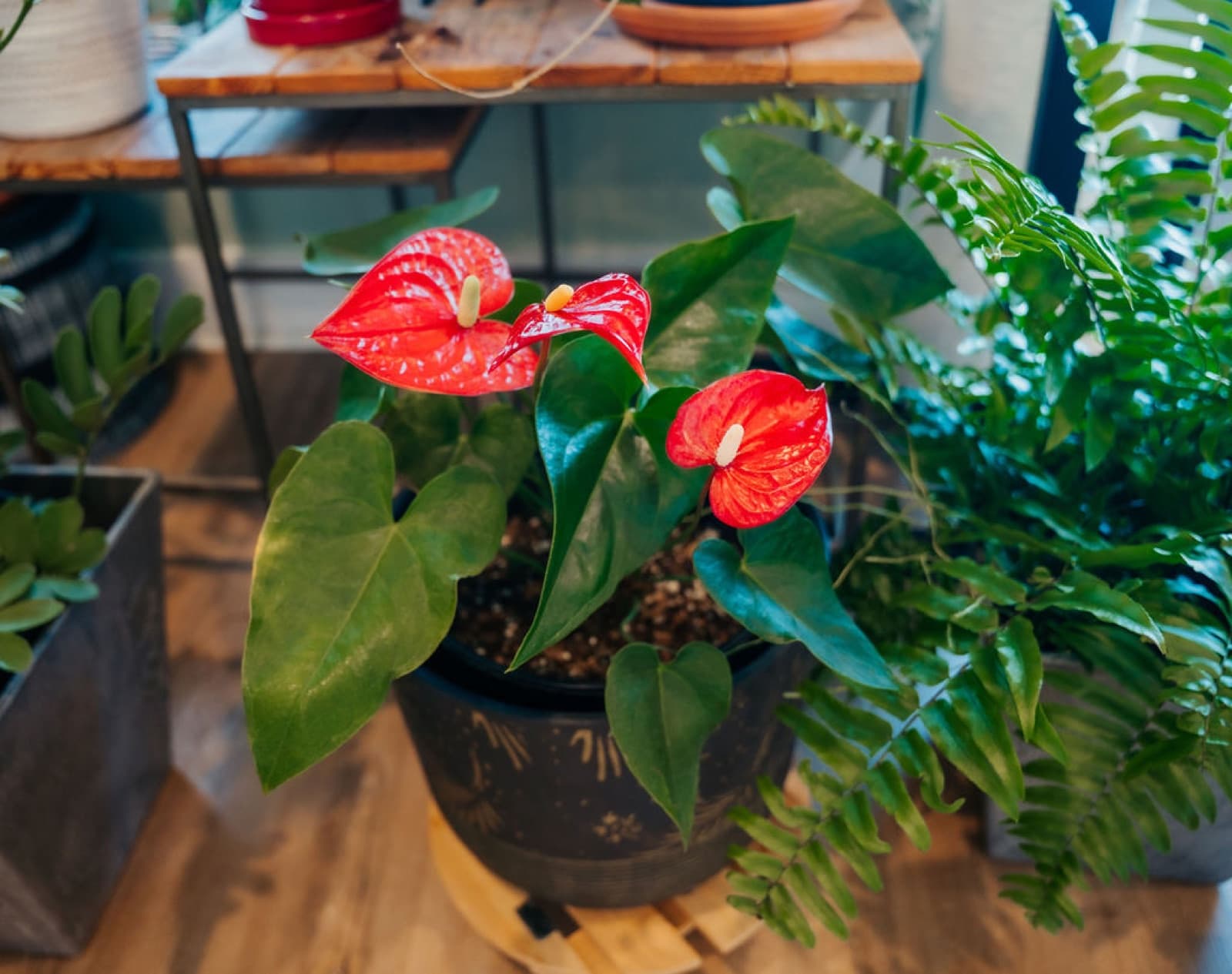 Anthurium