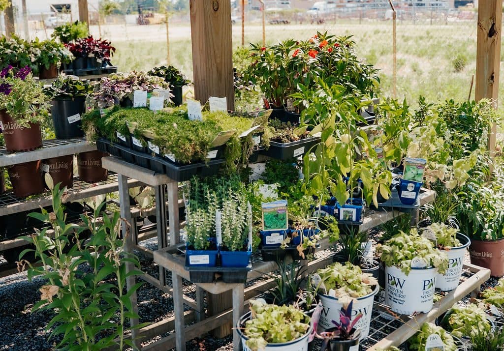 Benches of annuals