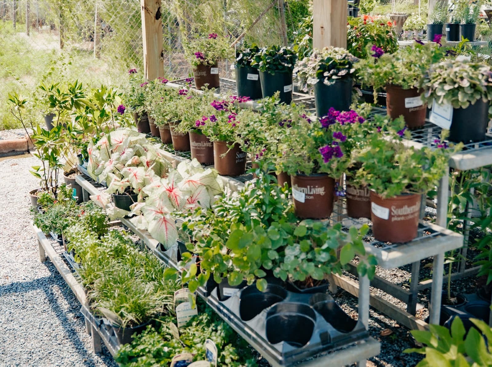 Caladiums
