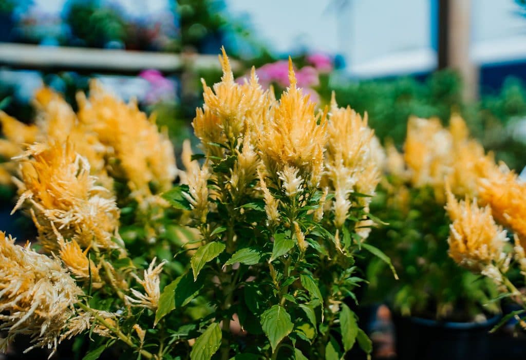 Celosia