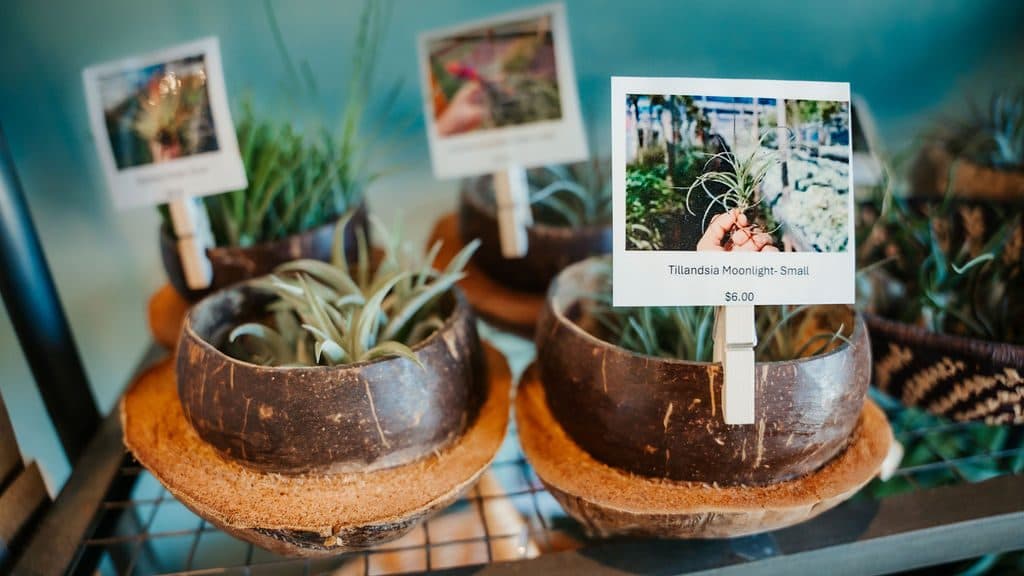Air plants in coconut bowls