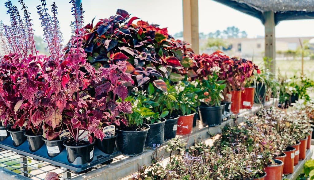 The coleus bench