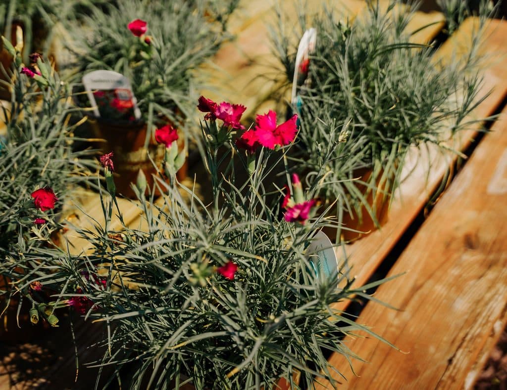 Dianthus