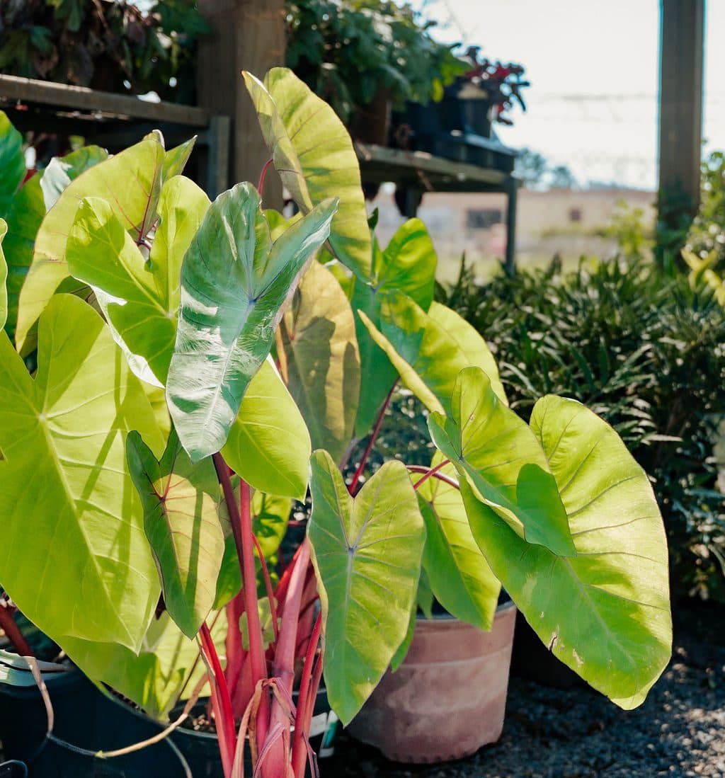 Elephant ears