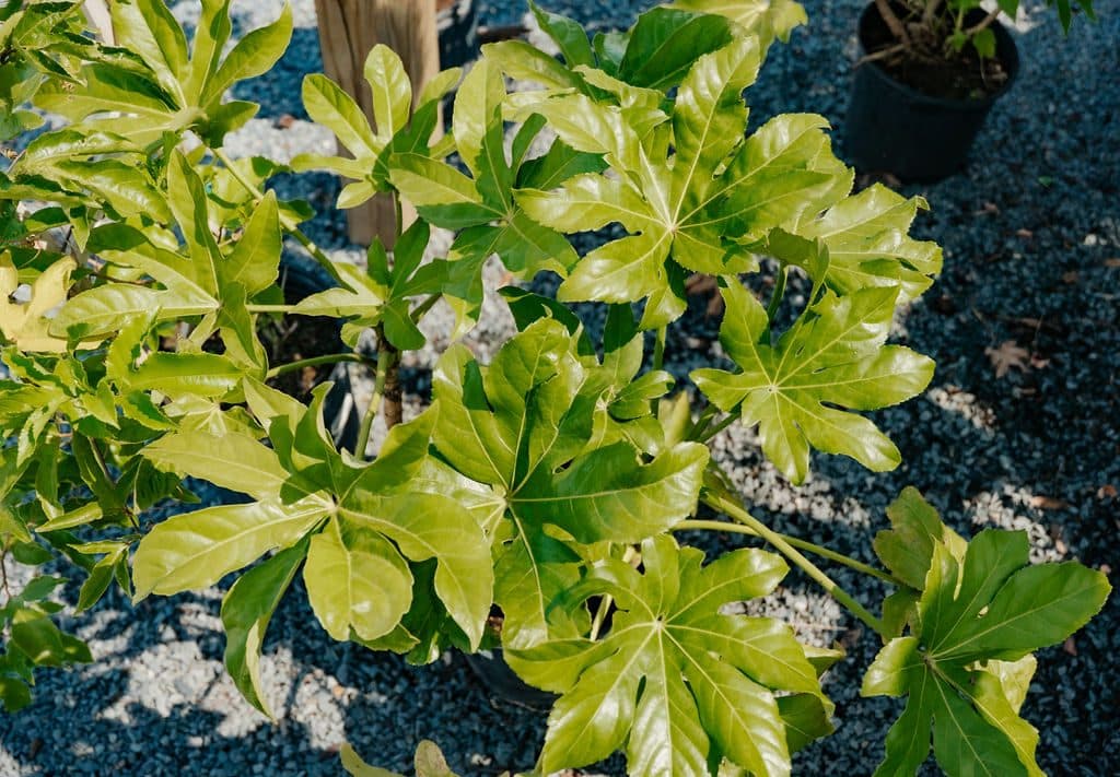 Fatsia