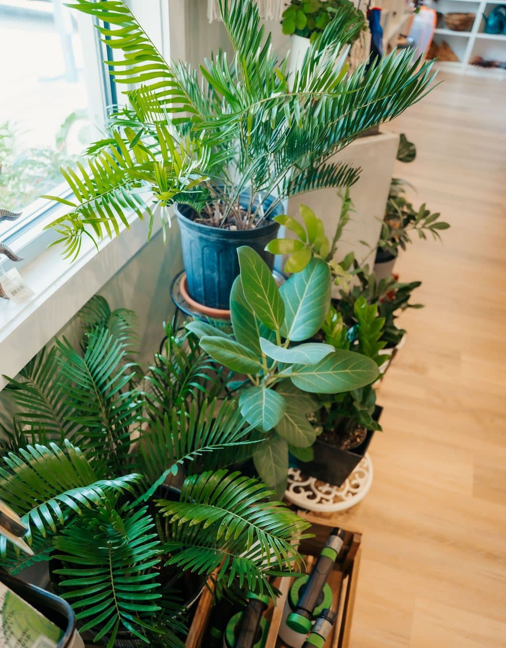 Ferns by the window
