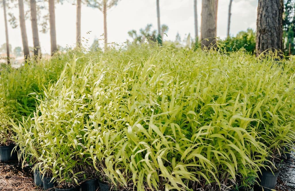 Grasses