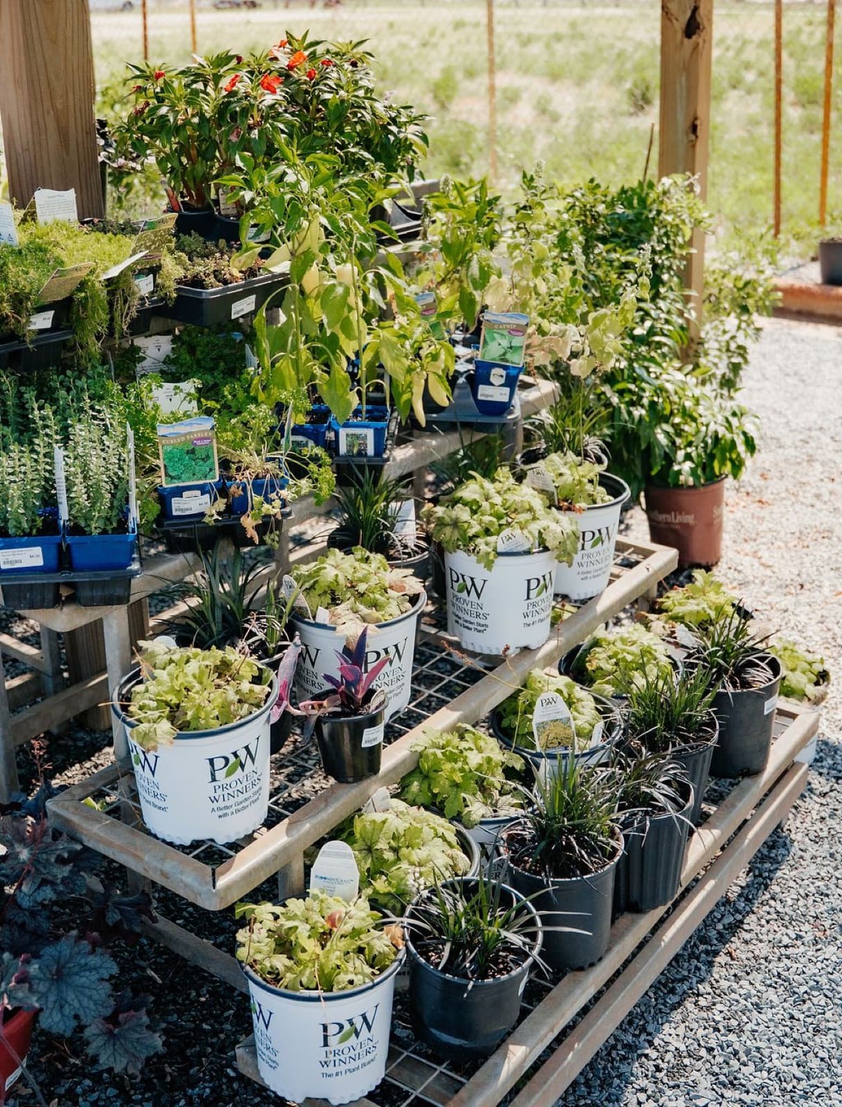 Herbs
