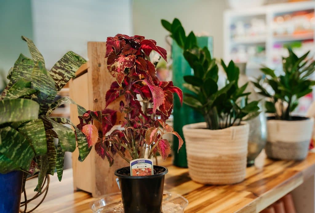 A row of houseplants