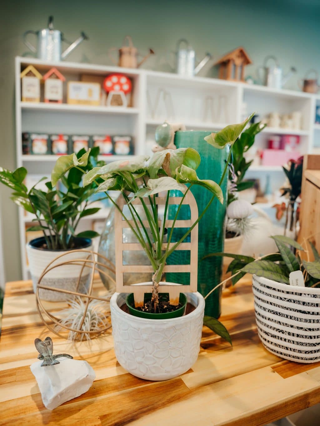 Houseplants indoors