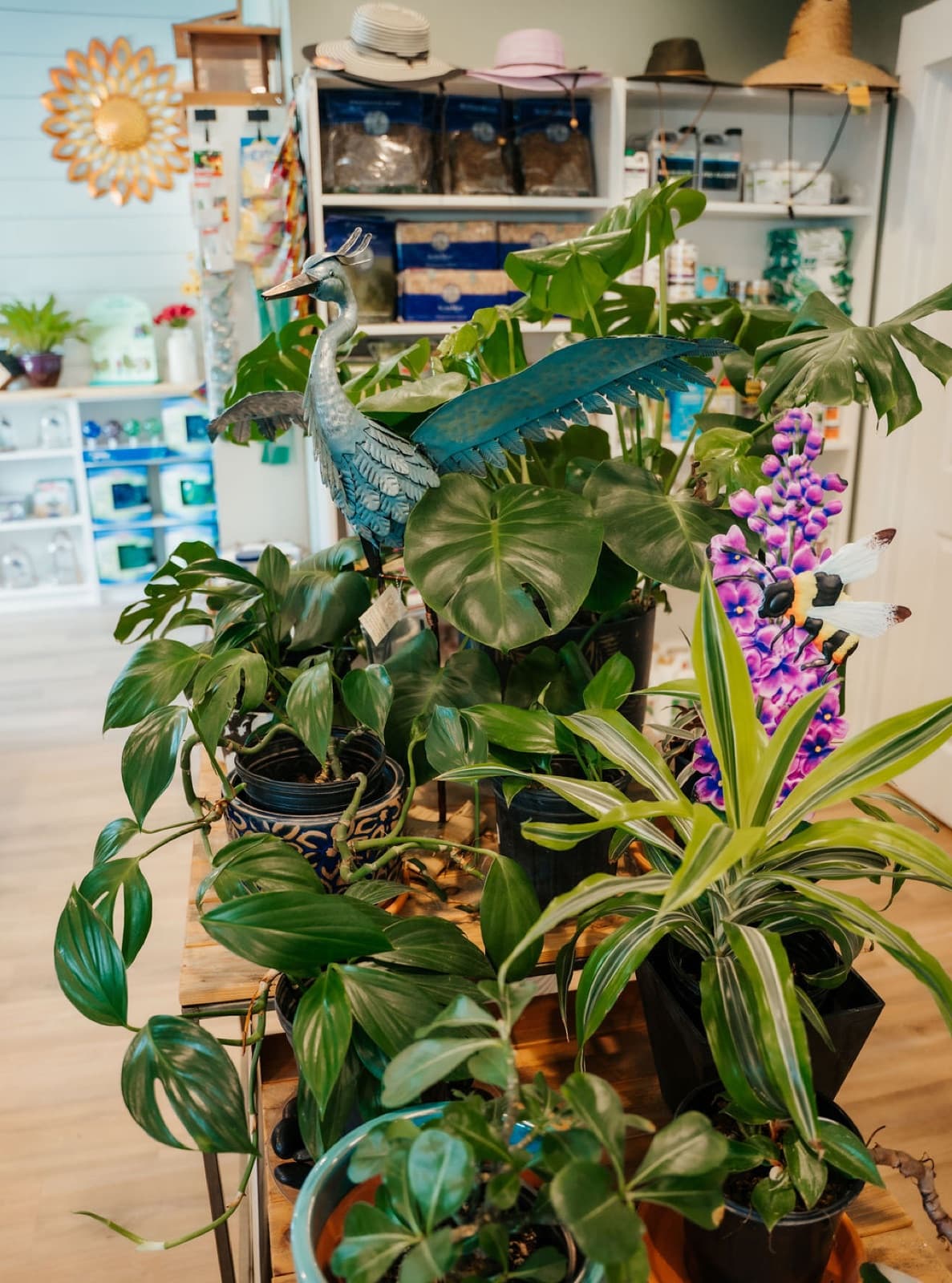 Houseplants