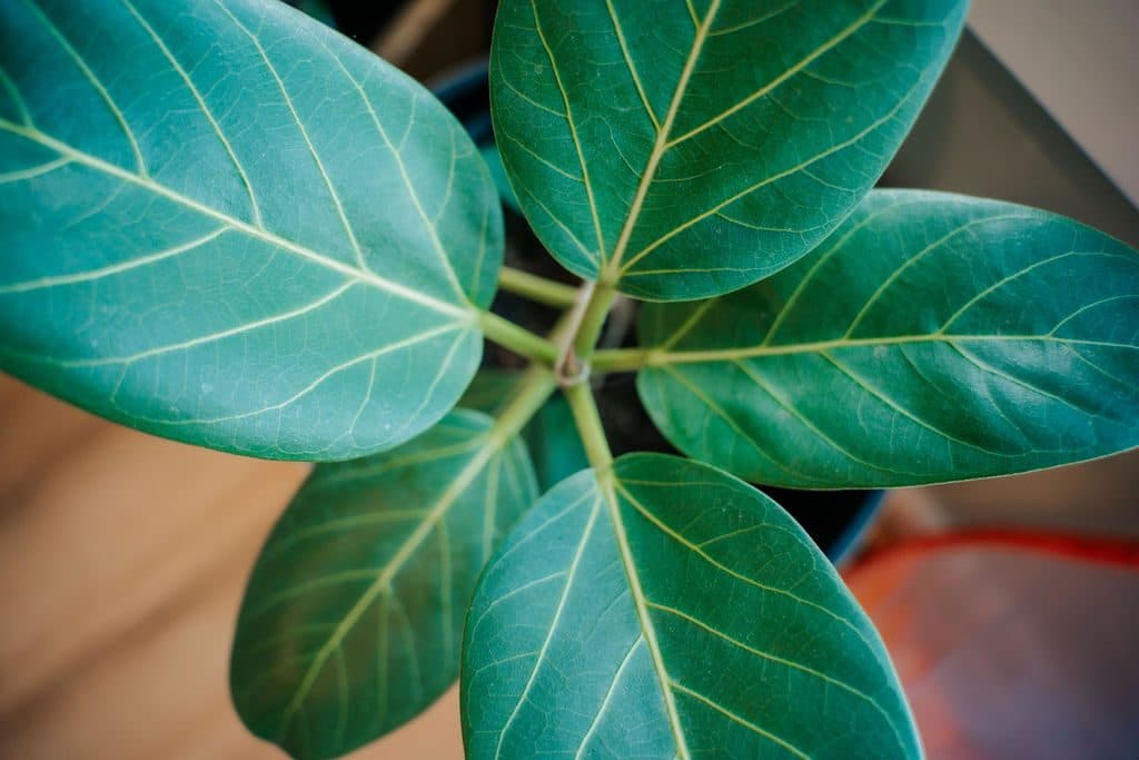 Leaf detail
