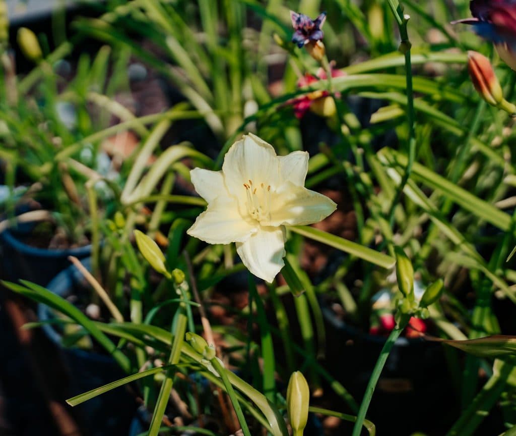 White lilies