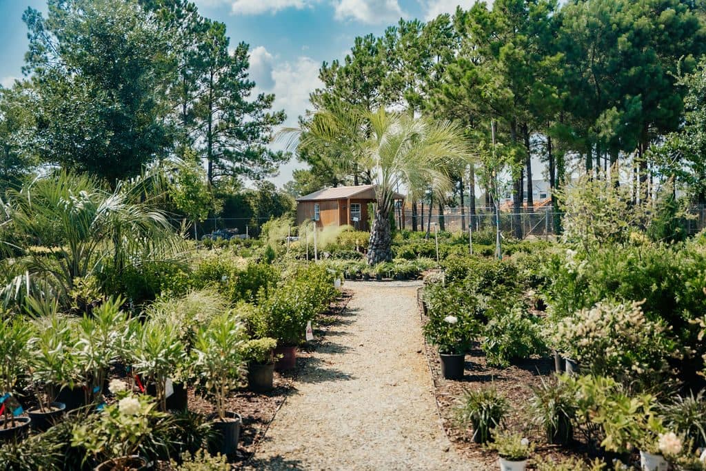 The path through the yard