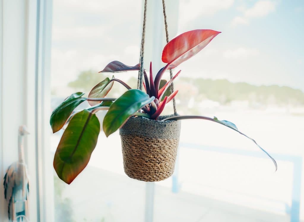 Hanging philodendron