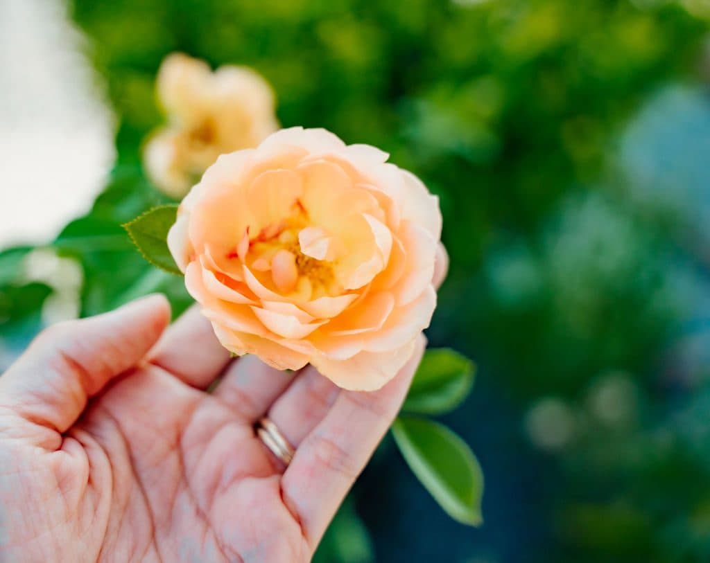 A rose off the bench