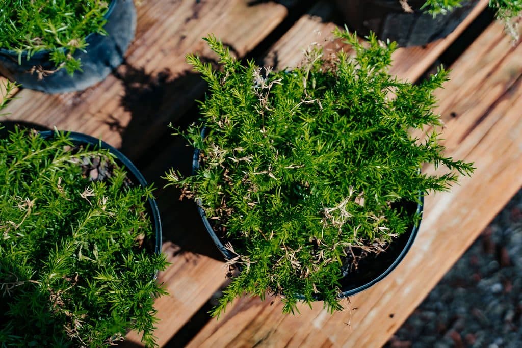 Rosemary
