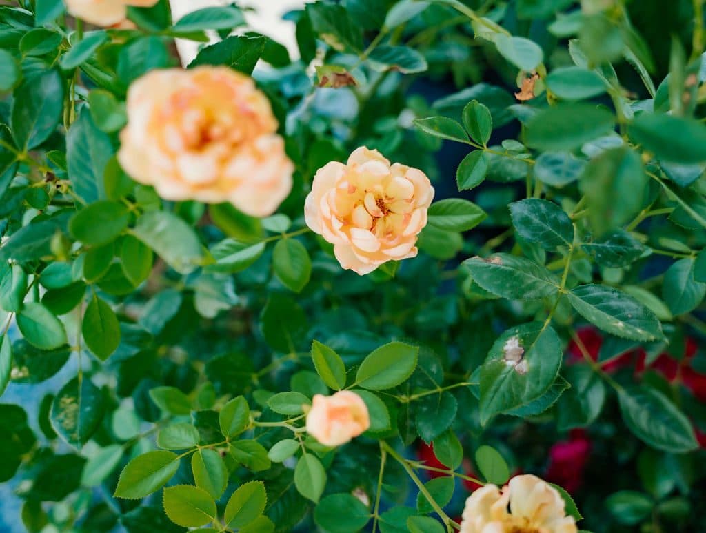 Peach roses